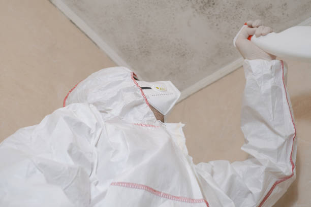 Professional Mold Remediation in South Rosemary, NC