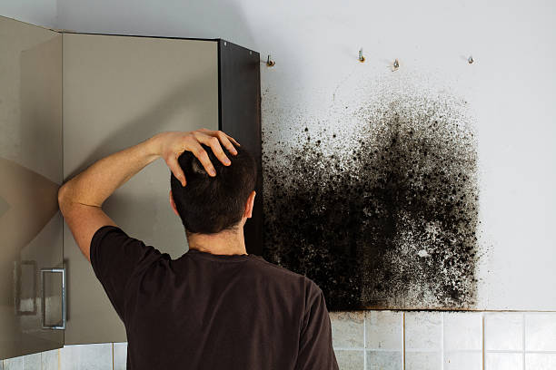 Best Mold Remediation for Schools in South Rosemary, NC